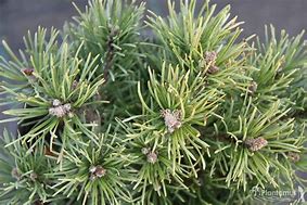 Image result for Pinus mugo Allgaeu