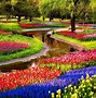 Image result for Tulip Gardens Amsterdam Netherlands
