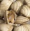 Image result for All Types of Clams