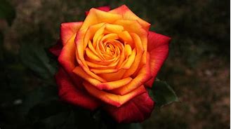 Image result for Rose Red Gold