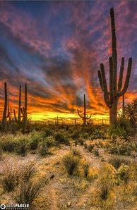 Image result for Arizona Desert Backyard Landscape