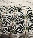Image result for Arizona Desert Cactus Pattern