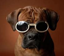 Image result for Dog Wearing Cool Sunglasses
