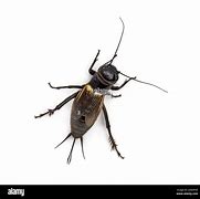 Image result for Field Cricket Female