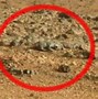 Image result for Animals On Mars