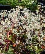 Saxifraga longifolia Hybrids కోసం చిత్ర ఫలితం