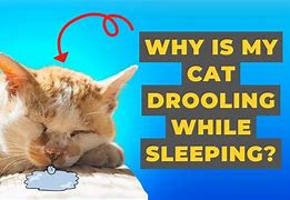 Image result for Sleeping Drooling Cat