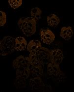 Image result for Gold Black and Brown Wallpaper
