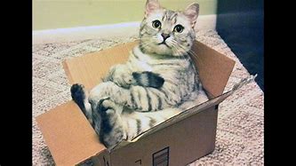 Image result for Fat Cat in a Box