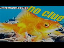 Image result for This Fish Has No Clue Meme