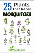 Image result for AntiMosquito Plants