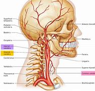 Image result for Where Is Your Carotid Artery