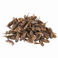 Image result for Dry Crickets