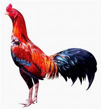 Image result for Gambar Ayam