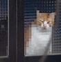 Image result for Pixelated Cat Meme
