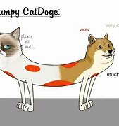 Image result for Doge Memes vs Cat Memes
