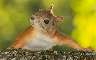 Image result for Cutest Squirrel