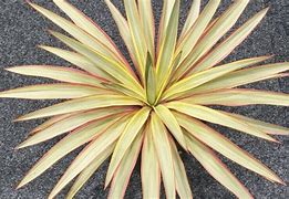 Image result for Yucca gloriosa Citrus Twist