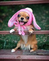 Image result for Chihuahua Sombrero Meme