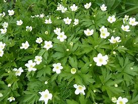 Image result for Anemone canadensis