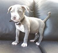 Image result for Grey Pitbull Puppies