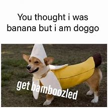 Image result for Bamboozled Doggo Meme