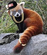 Image result for Swaggy Animals