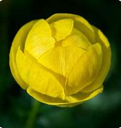 Image result for Trollius europaeus