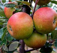Image result for Cox's Orange Pippin Apple