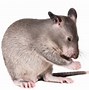 Image result for Biggest Mouse