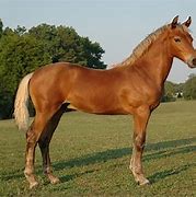 Image result for Free Morgan Horses