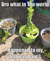 Image result for Growing Lettuce Meme