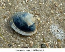 Image result for Grooved Carpet Shell