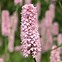 Image result for Persicaria bistorta Superba