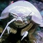 Image result for Isopod Pokemkon