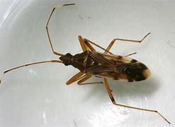 Image result for Common Bugs