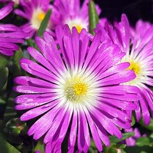 Image result for Delosperma Wheels of Wonder Purple Wonder