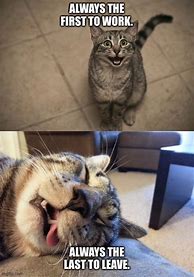 Image result for Excited Cat Meme