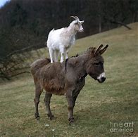Image result for Donkey Goat Syrah Fenaughty