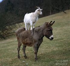 Image result for Donkey Goat Meandering
