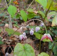 Image result for Epimedium alpinum