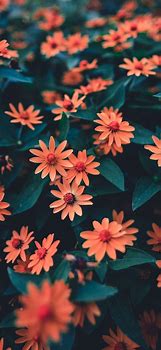 Image result for Flower Wallpapers for iPhone 11