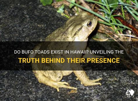 Image result for Hawaii Toads