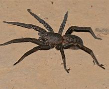 Image result for Brazilian Wandering Spider