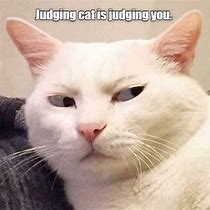 Image result for Judging Look Cat Meme