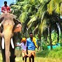 Image result for Largest Elephant Tree