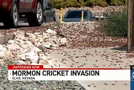 Image result for Giant Mormon Cricket On White