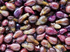 Image result for Grape Seeds for Consumption