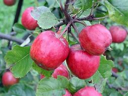 Image result for Small Apple