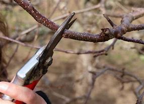 Image result for Pruning Fruit Tree Bench Cut